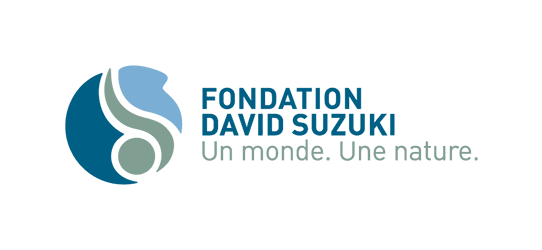 logo fds 